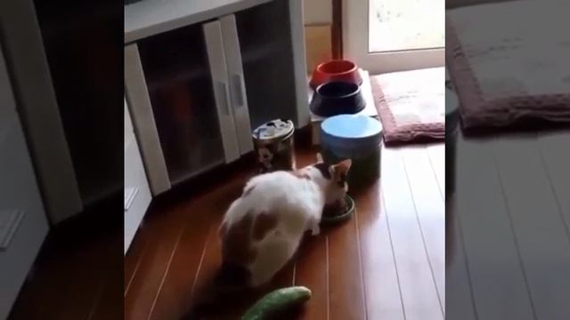 Кошка испугалась огурца смотреть онлайн