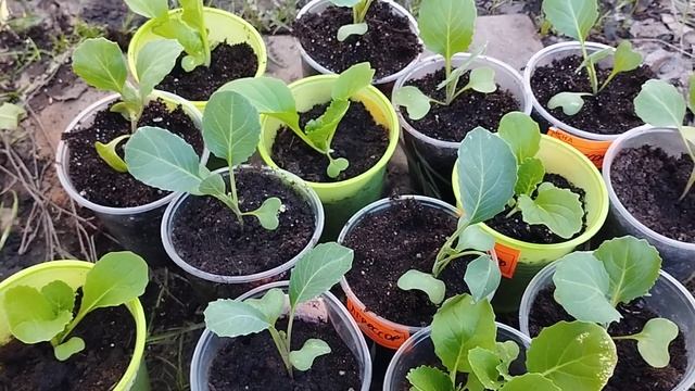 Выращивание рассады капусты в стаканах. смотреть онлайн