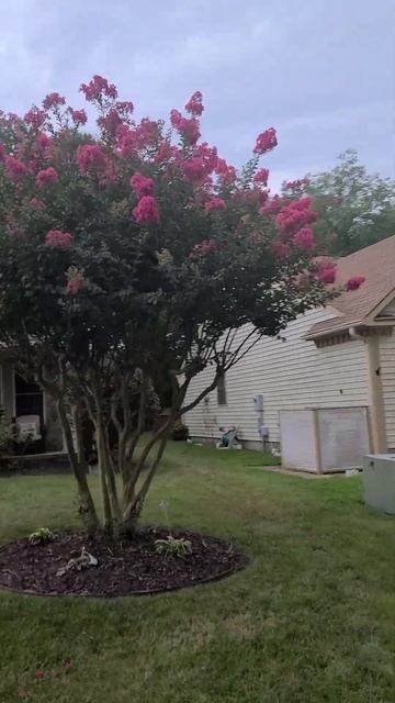 February winter Pink Crepe Myrtles in Qarsherskiy смотреть онлайн