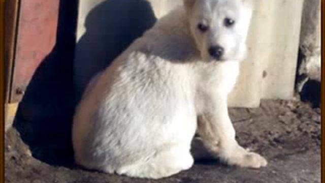 Щенки САО (Сен Сао Мурат*Сен Сао Черемша) смотреть онлайн