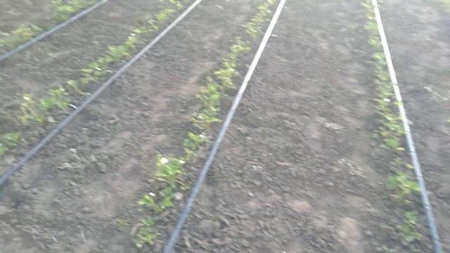 Клубника 🍓 на маточнике !! смотреть онлайн