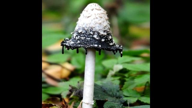 Isabella - Celestial Disagreement At The Root смотреть онлайн