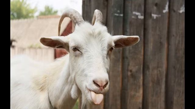 КОЗА смотреть онлайн