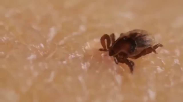 Bug bite🕷️Кекс клопа видео. смотреть онлайн