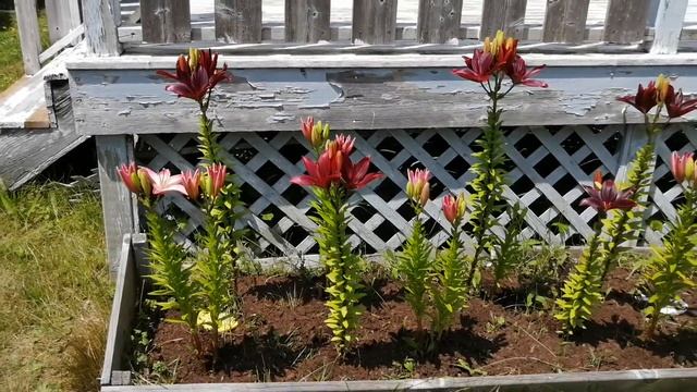 Lilies are blooming смотреть онлайн