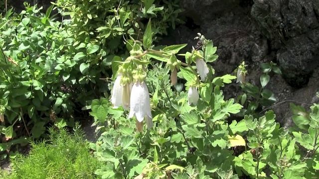 ホタルブクロ/Campanula punctata Lam 03_180704_正丸 смотреть онлайн