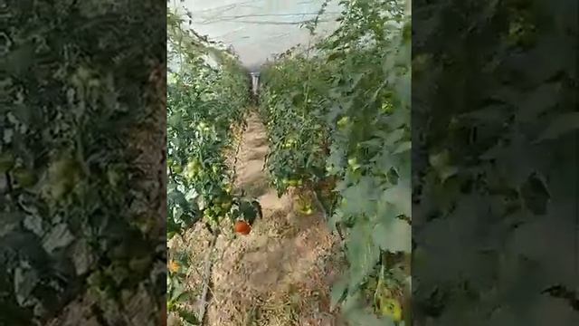 1 март ойда экилган помидор смотреть онлайн