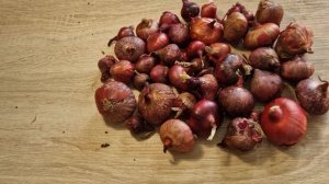 Как сажать севок лука. Высаживаем севок ялтинского лука.