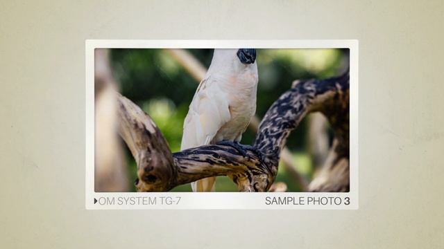 OM System TG-7 vs Olympus TG-6: Which Camera Is Better? (With Ratings & Sample Footage) смотреть онлайн