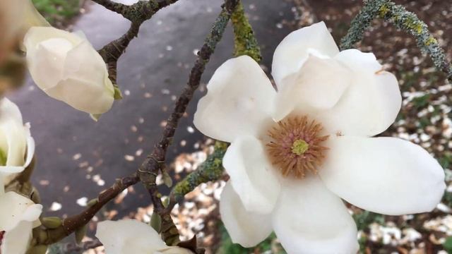 Kobushi magnolia - flowers - March 2019 смотреть онлайн