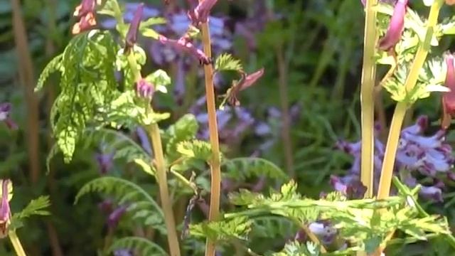 〈季寄〉紫華鬘　Haiku Season Words смотреть онлайн