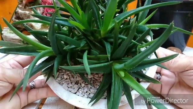 MINUTO RÁPIDO, aniversário de 2 anos da minha Aloe Black Gem... смотреть онлайн