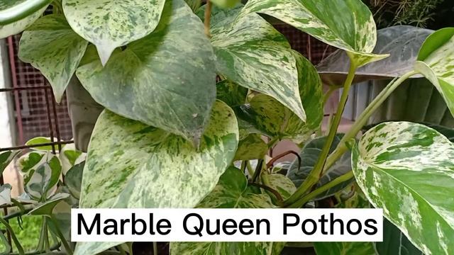 Pothos Variety Collection: Golden, Marble Queen, Manjula and N'Joy Pothos смотреть онлайн