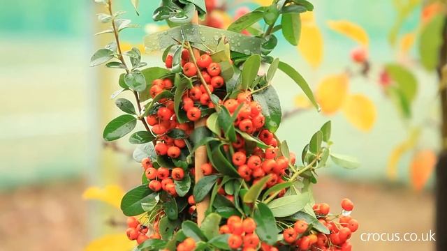 Berries for birds смотреть онлайн