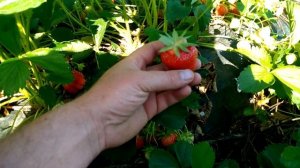 25 мая 2018 г. клубника антея