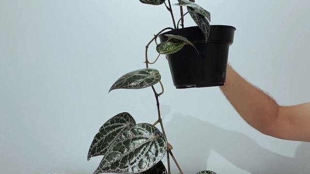 Plant Spotlight - Piper Crocatum