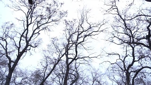 Гр Новая Мака - Чи К1анивал 2020 НОВИНКА смотреть онлайн