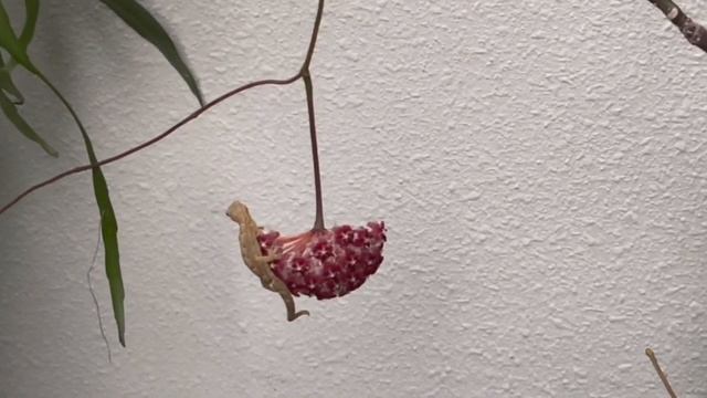 Hoya Elmeri / Mindorensis Superba & Gecko 棉德岛红花球兰和壁虎 смотреть онлайн