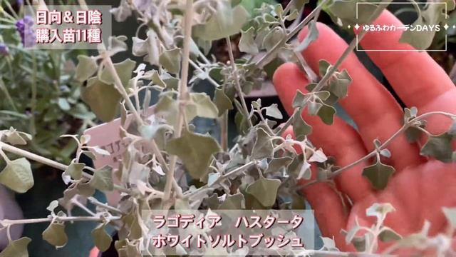 購入苗　11種　#初雪草#コンボルブルス#フランネルフラワー#富良野ラベンダー#ラゴディア　ハスタータ#ビバーナム　スノーボール#斑入り尾久島ギボウシ#黄金乙女ギボウシ#コガラシギボウシ смотреть онлайн