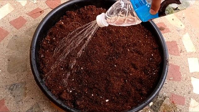 How to Grow Coriander/ Cilantro/ Dhaniya at home in a container | That Garden Girl смотреть онлайн