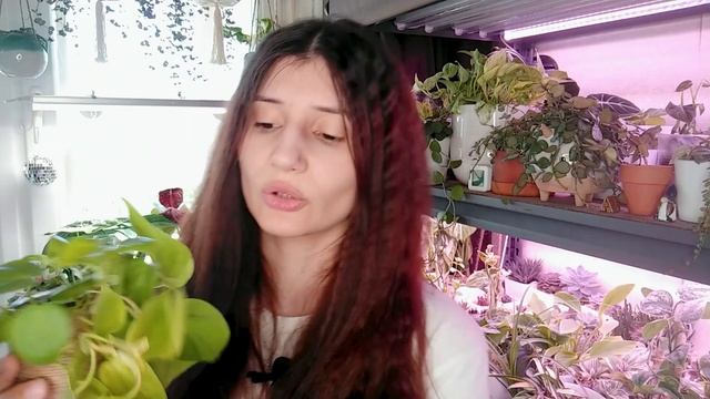 Филодендроны из моей коллекции + Новинка. Обзор филодендронов смотреть онлайн