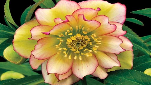 Hellebore смотреть онлайн