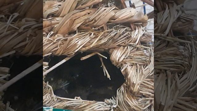 Птенецы Амадина 1.mp4