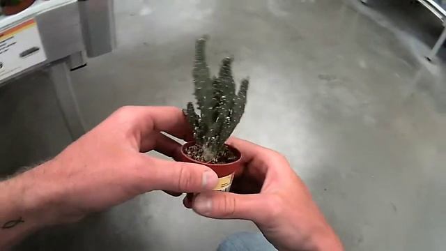 haworthia fasciata kakteen смотреть онлайн
