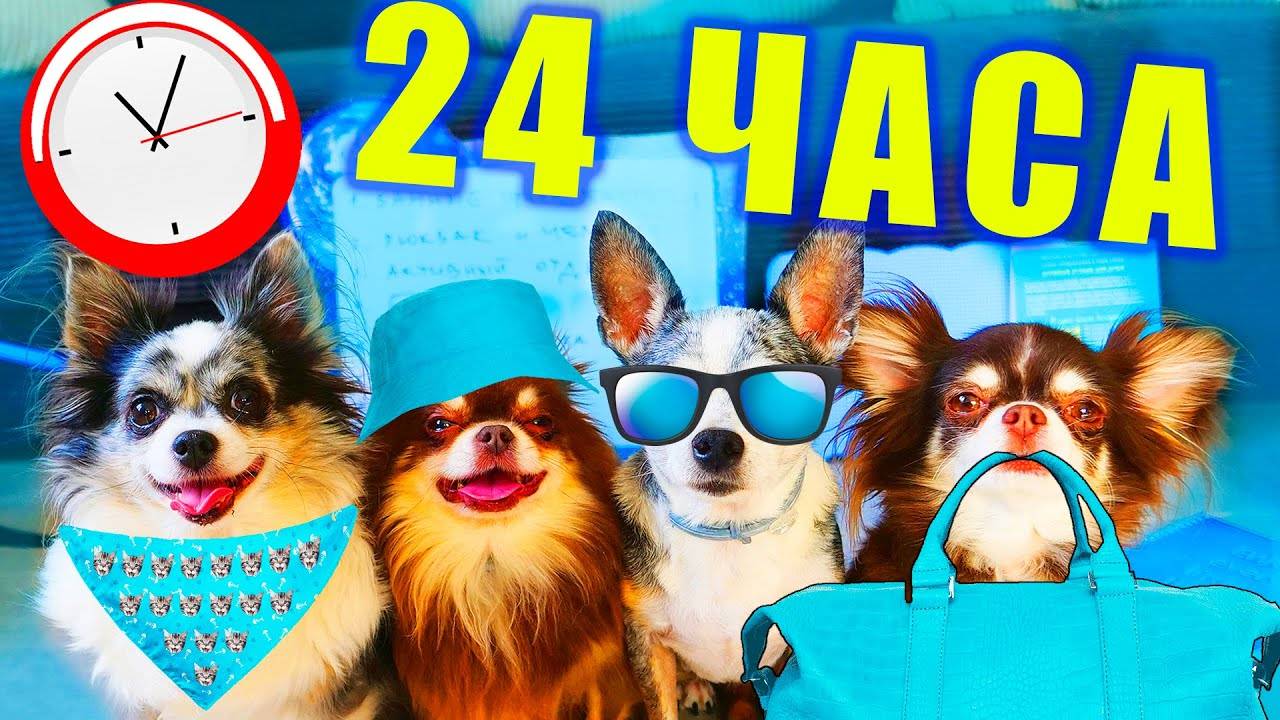 24 часа в одном цвете в походе глазами собак блогеров! смотреть онлайн