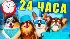 24 часа в одном цвете в походе глазами собак блогеров!