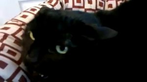 Очень сердитая злая кошка. Злая кошка, обычна кошка и пес))