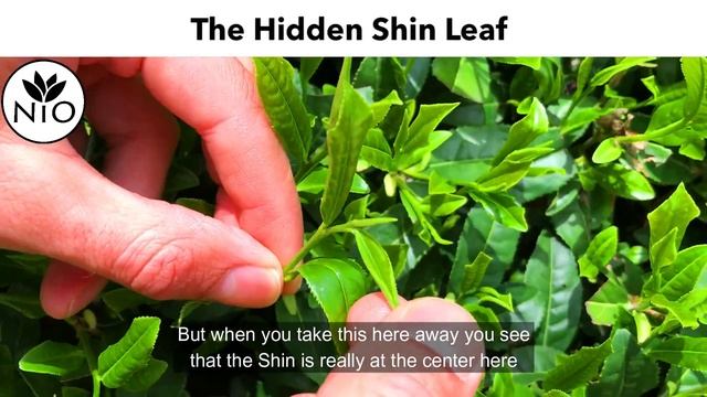 How to Find the Hidden Shin Leaf смотреть онлайн