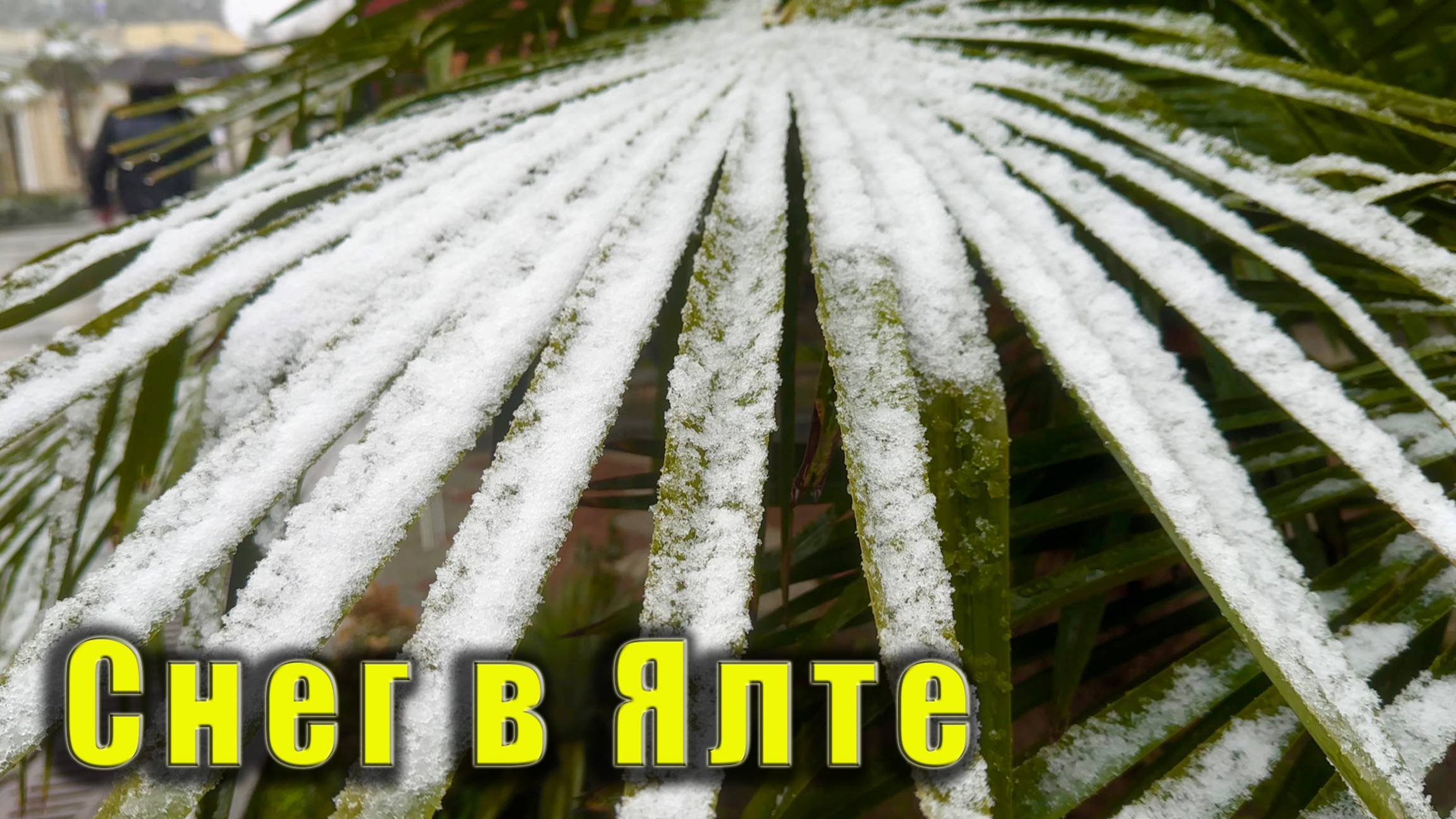 Редкие кадры из Крыма - снег в Ялте на набережной. смотреть онлайн