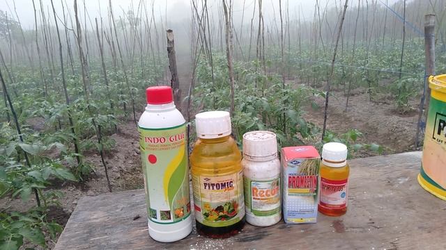 TOMAT SERVO (22) PENYEMPROTAN KE-7 UMUR 28 HARI смотреть онлайн