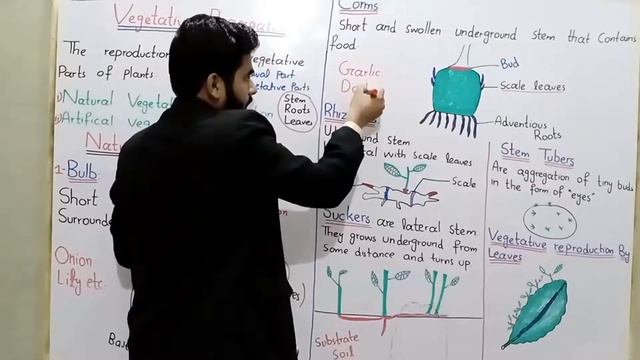Lecture 04 || Vegetative Propagation Class 10 In Urdu Hindi By Hadi | Natural Vegetative Propagatio смотреть онлайн