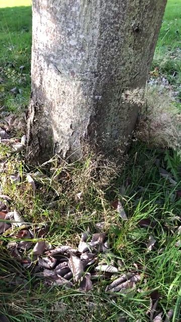 Whitebeam - base of trunk & grass / ground litter - October 2021 смотреть онлайн