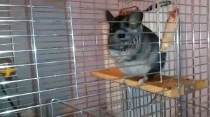 Шиншила