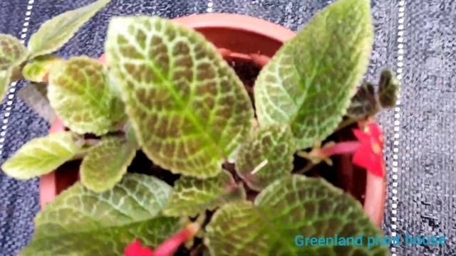 online sale | Greenland plant house смотреть онлайн