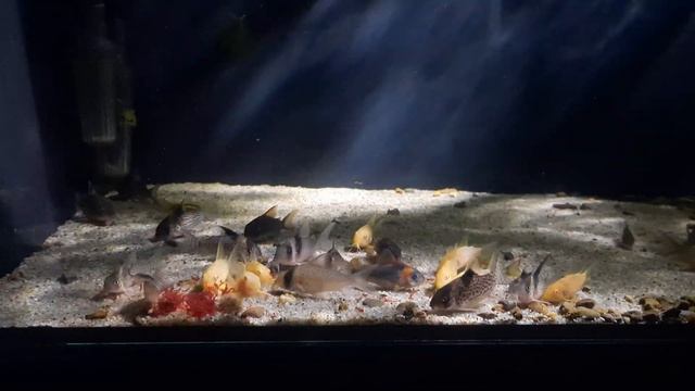 Corydoras Feeding Time смотреть онлайн