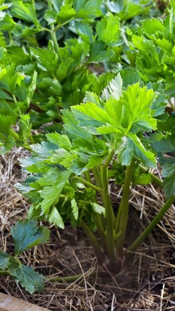 What is Water Hemlock? The Most Lethal Plant in North America смотреть онлайн