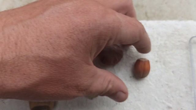 Фундук. Горішки Хустська Бомба та Пушкінський. смотреть онлайн