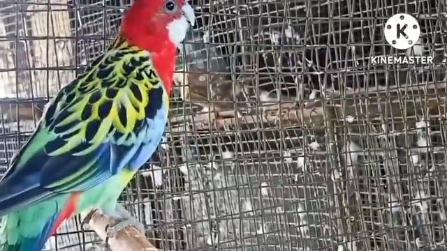 Rosella parrot full information video seed shop food next box and male female kya antar hota hai смотреть онлайн