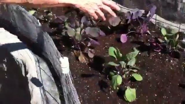 My Fall Garden! смотреть онлайн