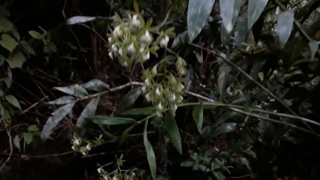 Orquídeas Nativas do botão a Flor ( Flora Brasileira ) смотреть онлайн