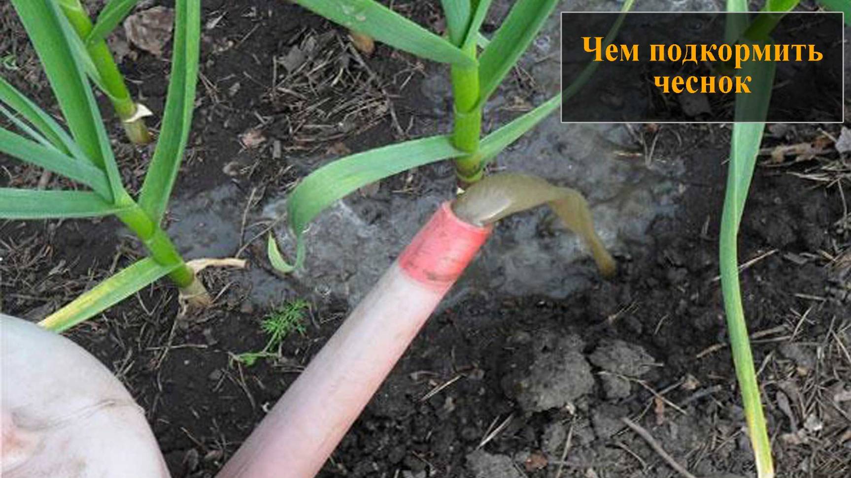 Чем подкормить чеснок смотреть онлайн