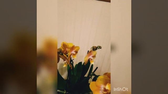 Лас Вегас, 2 орхидеи в одном горшке, 2 цветоноса с бутонами, 2100р все орхидеи см на авито смотреть онлайн