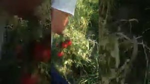 Суперандур ва Мандур помидор навлари