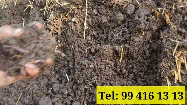 Ko'p beriladigan savol "Nega chuvalchangim maydalashib ketdi? ". Javobi oddiy ...😉 смотреть онлайн