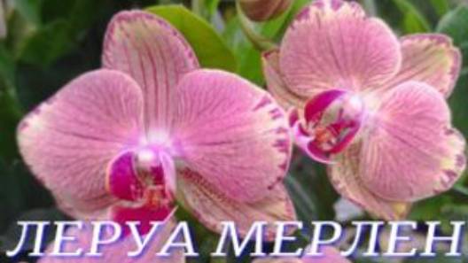 №1025/ ОБЗОР орхидей в ЛЕРУА МЕРЛЕН ( ЛЕМАНА ПРО) смотреть онлайн