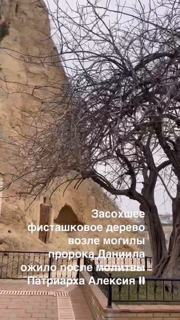 САМАРКАНД. ОЖИВШЕЕ ДЕРЕВО смотреть онлайн